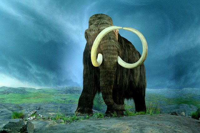 Crisper can help revive woolly mammoth