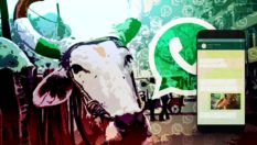 WhatsApp groups are giving cattle rearers a leg up in managing their animals better