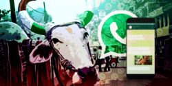 WhatsApp groups are giving cattle rearers a leg up in managing their animals better