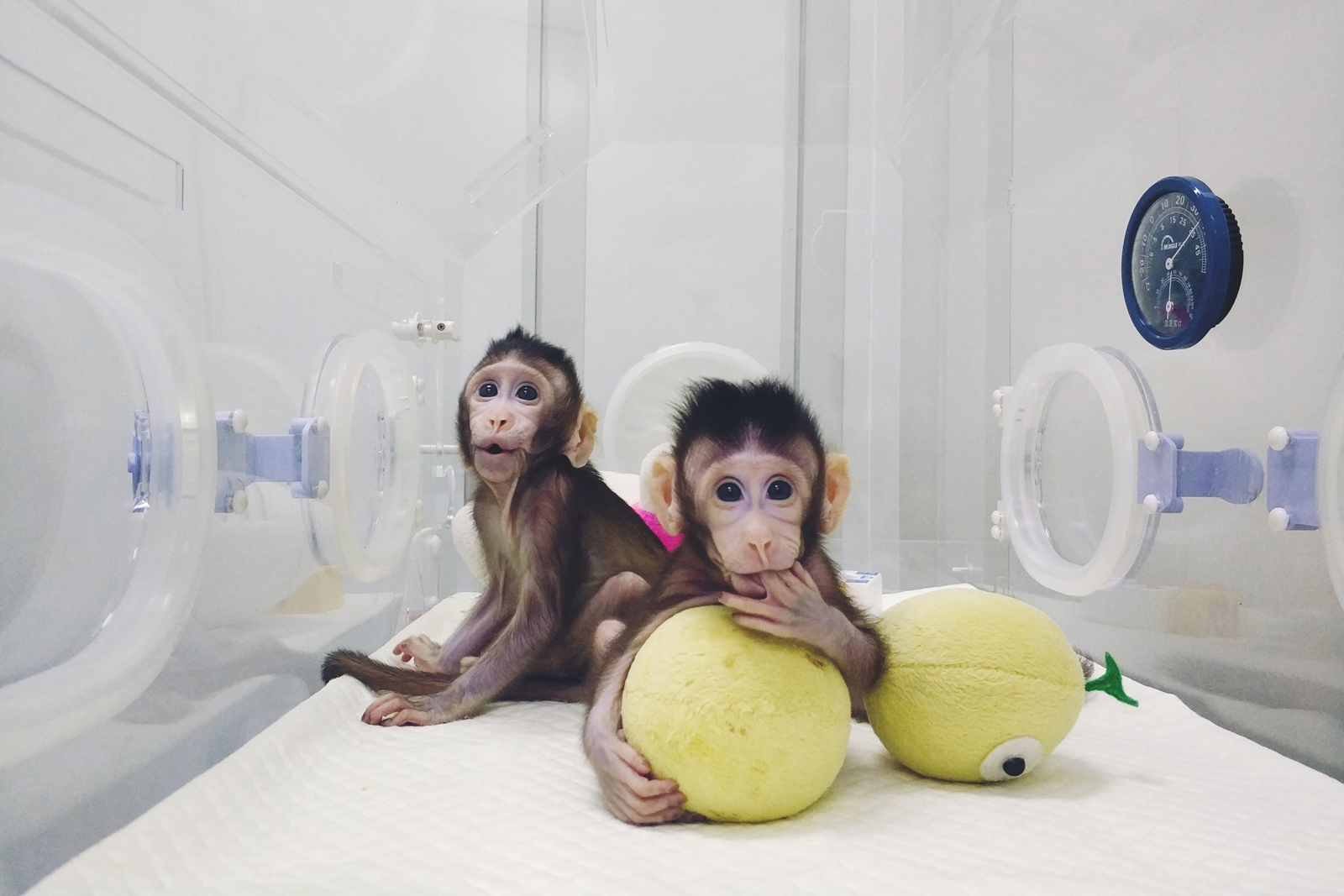 The two long-tailed macaques born at Shanghai in January 2018 were among the first primates to be cloned. | Photo: Institute of Neuroscience of Chinese Academy of Sciences